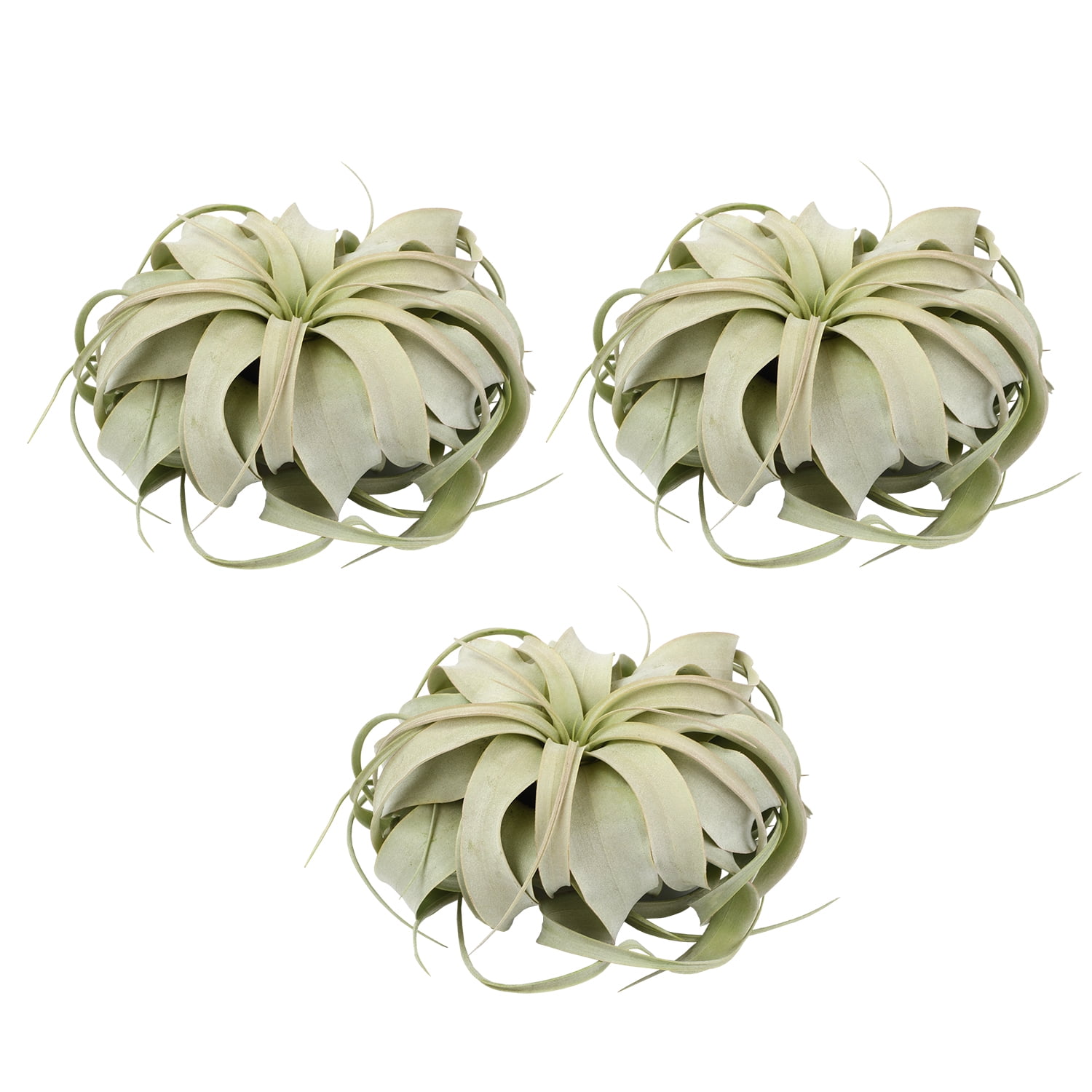 Altman Plants Large Tillandsia Xerographica Live Air Plant (3 Pack)