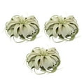 thumbnail image 1 of Altman Plants Large Tillandsia Xerographica Live Air Plant (3 Pack), 1 of 9