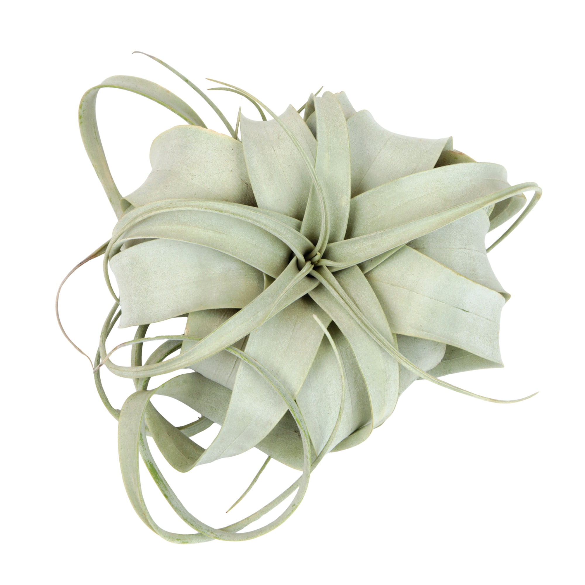 Altman Plants Large Tillandsia Xerographica Live Air Plant