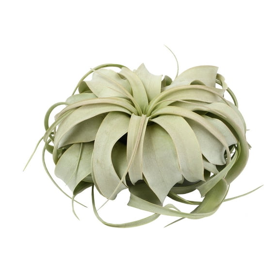 Altman Plants Large Tillandsia Xerographica Live Air Plant