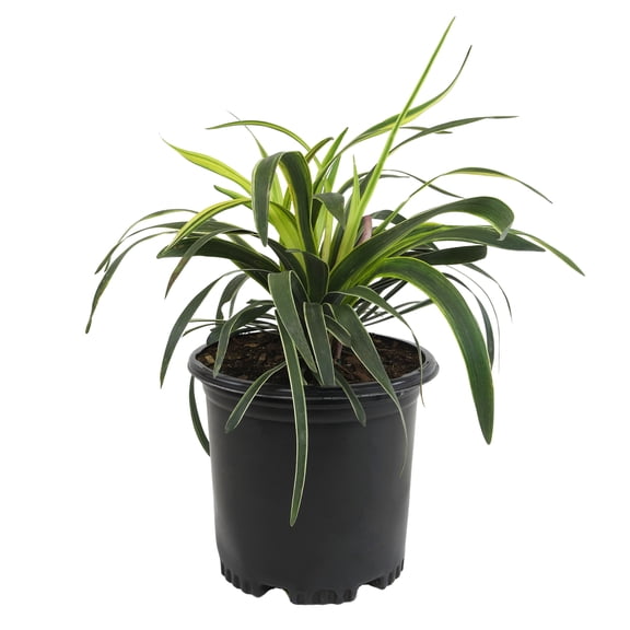 Altman Plants Liriope Silvery Sunproof | 1 gal. Grow Pot; Full Sun | Garden Annual, Outdoor Plant
