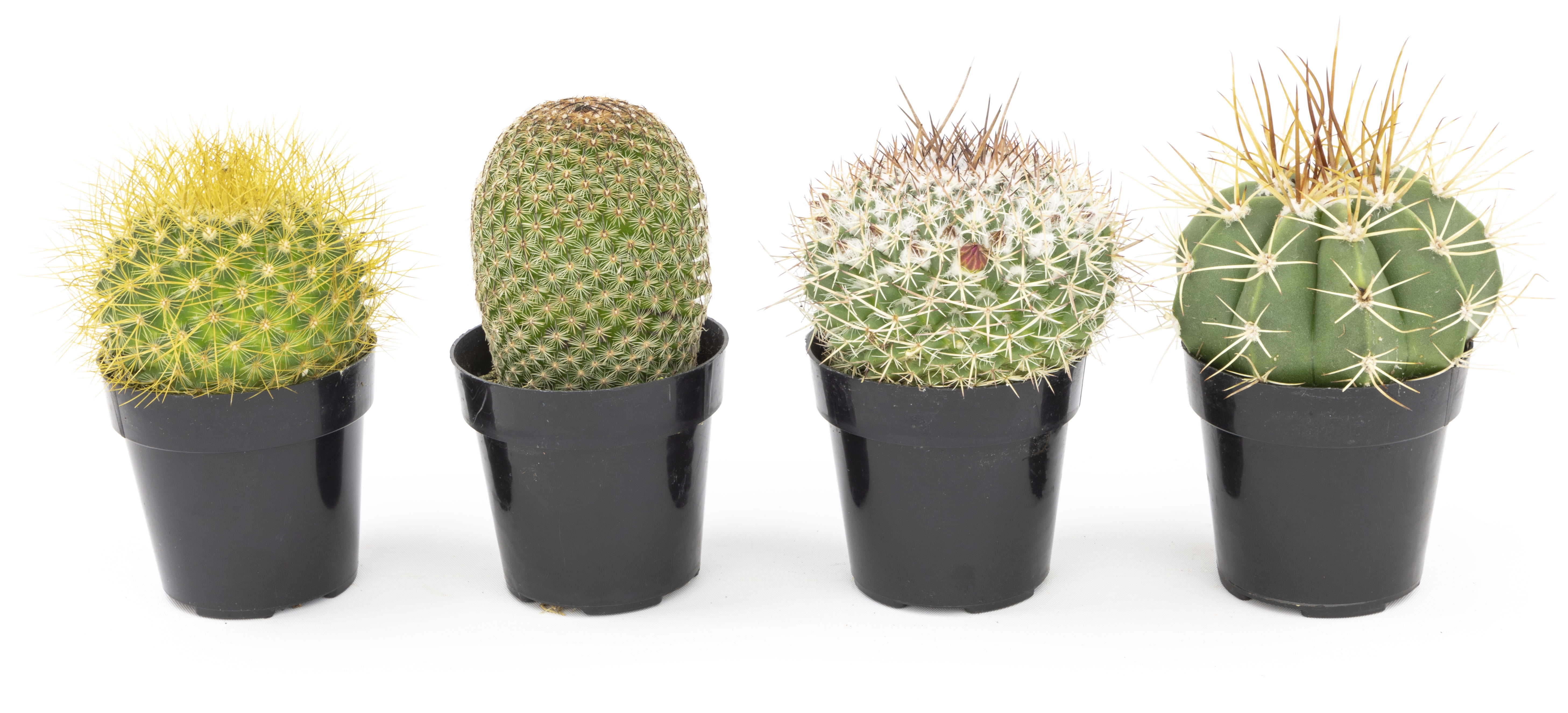 Assorted Indoor Cactus Variety Pack with Black Pots