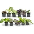 thumbnail image 1 of Altman Plants Live Houseplants in 2" Grower Pots (12 Count), Easy Care Air Purifying indoor Plants, 1 of 10