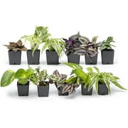 Altman Plants Live Houseplants in 2" Grower Pots (12 Count), Easy Care Air Purifying indoor Plants