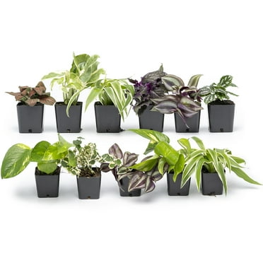 Altman Plants Live Houseplants in 2" Grower Pots (12 Count), Easy Care Air Purifying indoor Plants