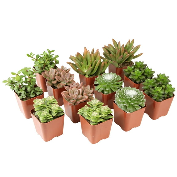 Altman Plants Live Succulent Plants (12PK) Real Plants Succulents Mix - 2 in Grower Pots