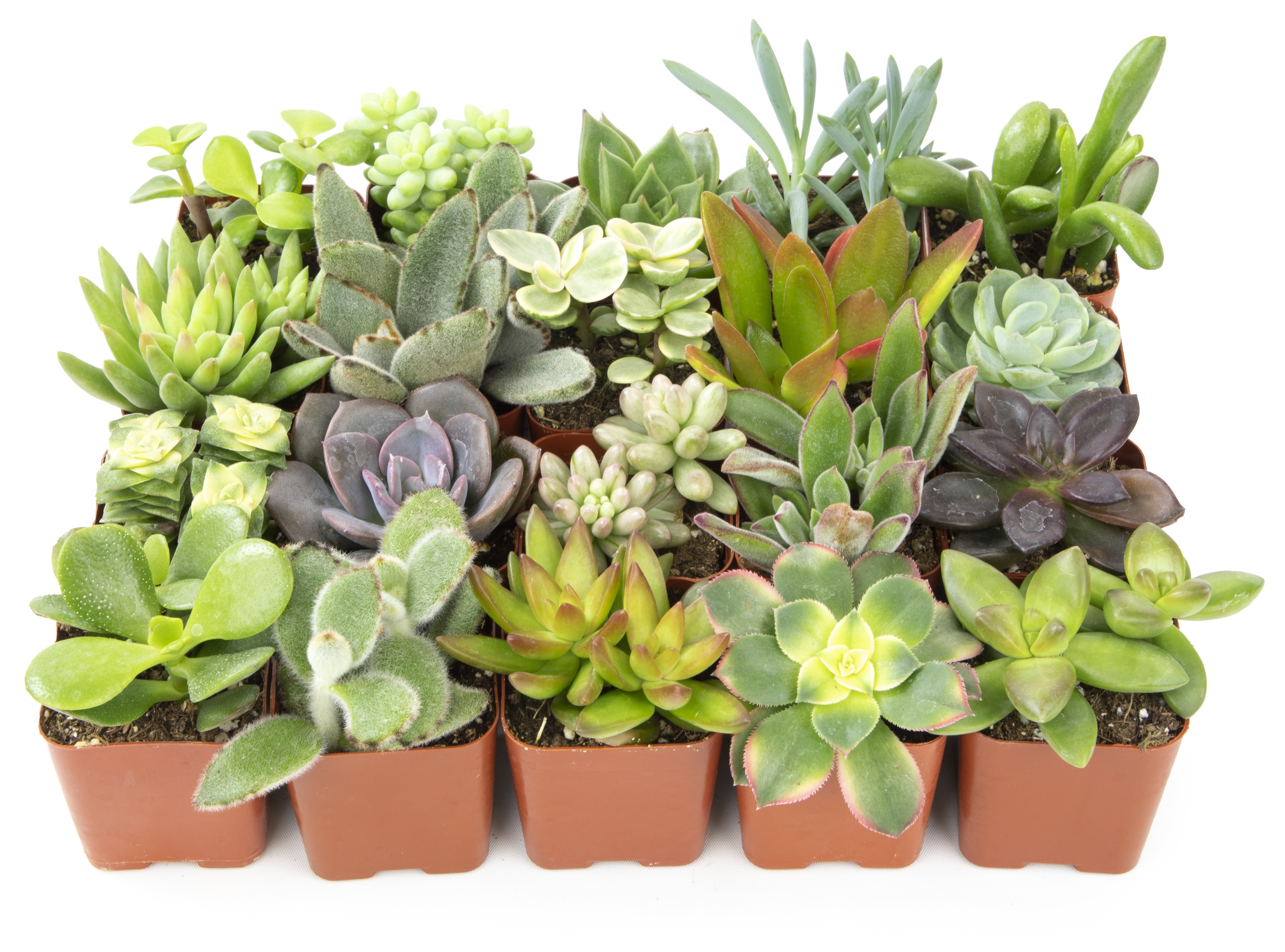 Cactus plant - Mini Cacti - 20 pieces 