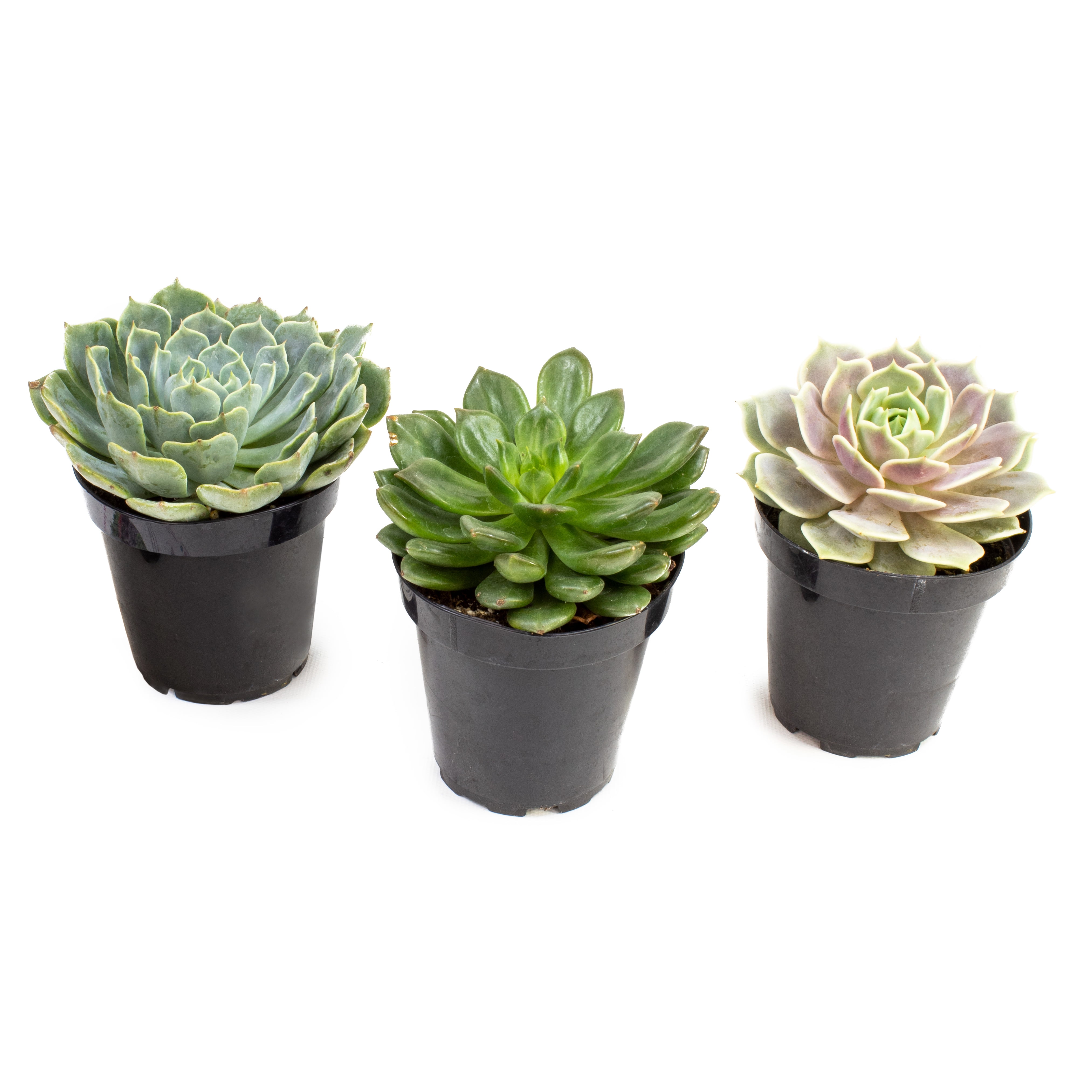 Echeveria Succulent Trio in Black 3.5-Inch Pots