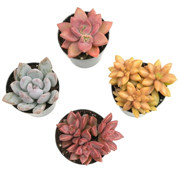Altman Plants Live Succulent Plants 4-Pack - Desert Fire House Plant Mix - Full Sun - 2.5-Inch Pots