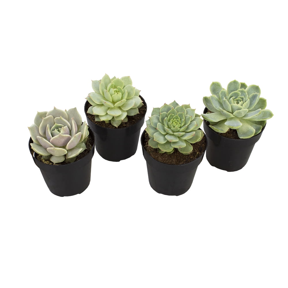 Echeveria Succulent 4-Pack in Black Pots