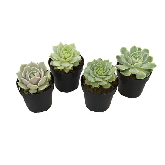 Altman Plants Live Succulent Plants 4-Pack, Echeveria Succulents Plants - Full Sun - 2.5-Inch Pots
