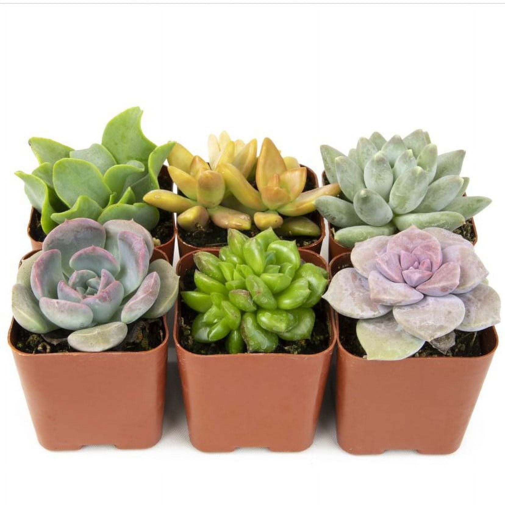 Altman Plants Live Succulent Plants (6PK) Real Plants Succulents Mix