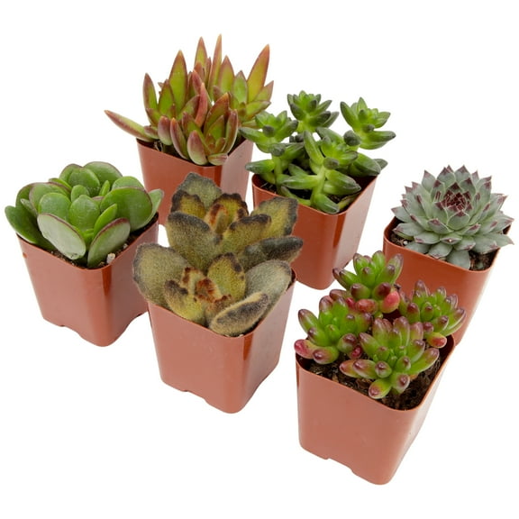 Altman Plants Live Succulent Plants, Assorted Succulents , 2 inch Pots (6 Count)