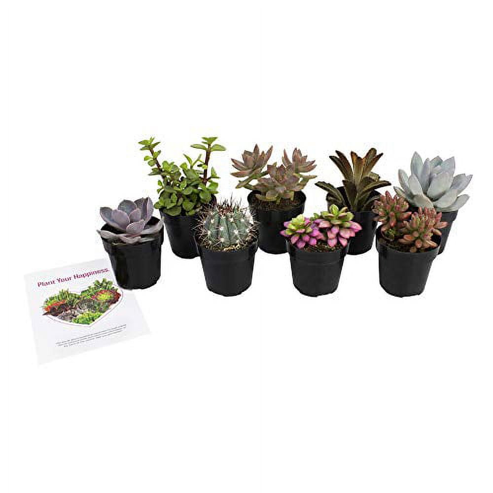 Assorted 4-Pack Indoor Succulent and Cactus Plants