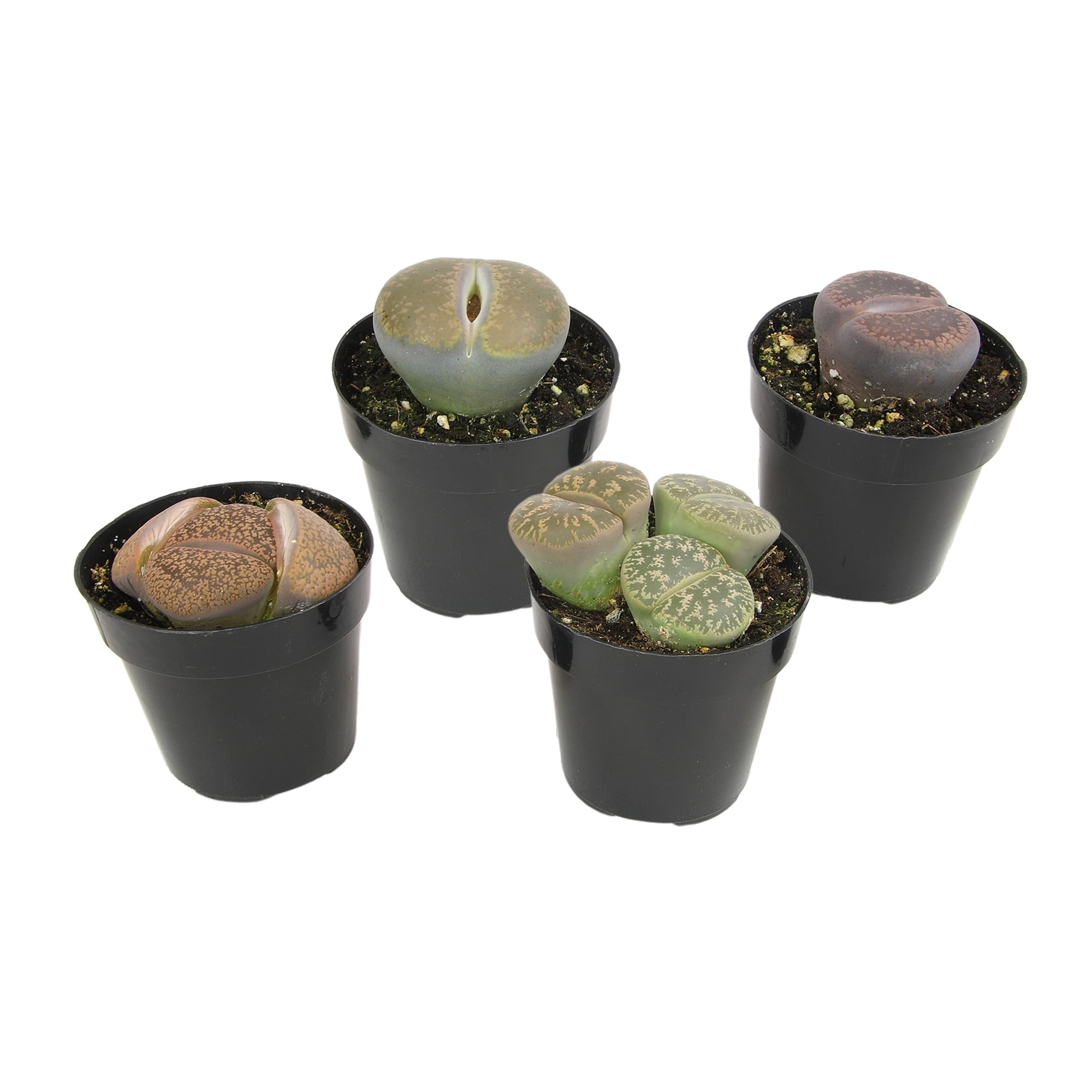 Assorted Color Pet-Safe Lithops Succulent 4-Pack in Black Pots