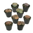 thumbnail image 1 of Altman Plants Living Stones Pet-safe Succulents 8-pack (Lithops) in 2.5 in. Grower Pots, 1 of 10