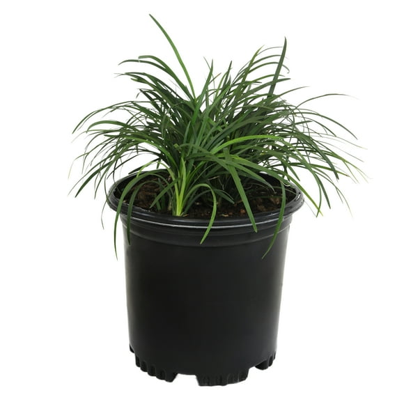 Altman Plants Mondo Grass | 1 gal. Grow Pot; Full to Partial Sun | Garden Annual, Outdoor Plant
