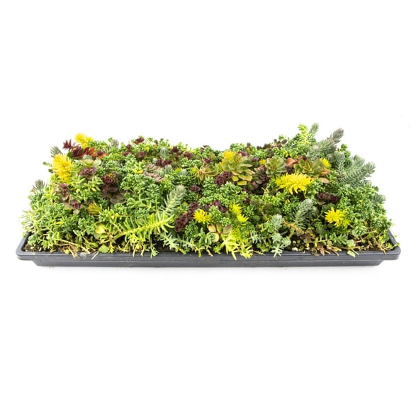 Altman Plants Multicolored Sedum Mat, Easy Care Live Plant Tray; 10 in by 20 in; Full Sun