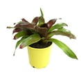 thumbnail image 1 of Altman Plants Neoregelia Gazpacho | Bromeliad Houseplant & Perennial | 4qt. Grow Pot; Indirect Light, 1 of 8