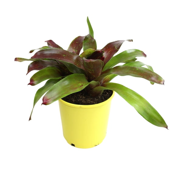 Altman Plants Neoregelia Gazpacho | Bromeliad Houseplant & Perennial | 4qt. Grow Pot; Indirect Light