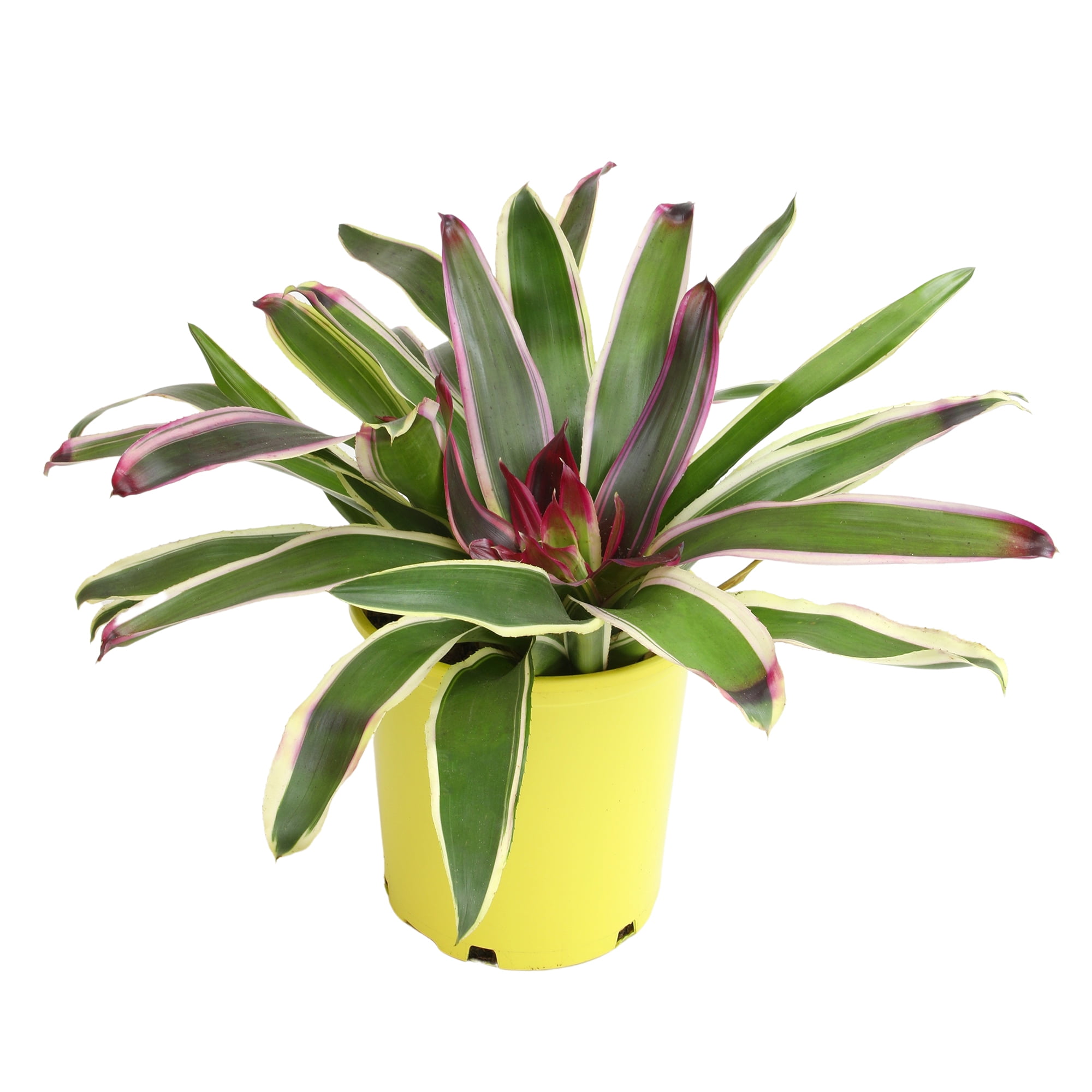 Neoregelia Raphael Variegated Green and Purple Bromeliad in Yellow Planter