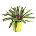 thumbnail image 1 of Altman Plants Neoregelia Rafael | Bromeliad Houseplant & Perennial | 4qt. Grow Pot; Indirect Light, 1 of 9