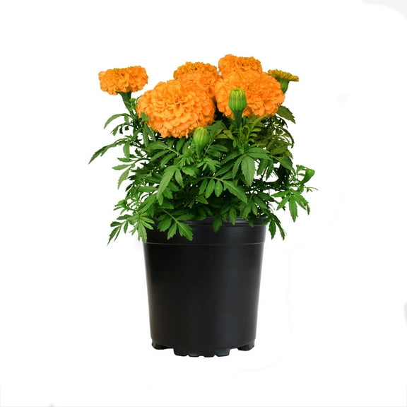 Altman Plants Orange African Marigold, Real Marigolds, Spring Flowers, 2.5 Qt Pot, Annuals, Full Sun