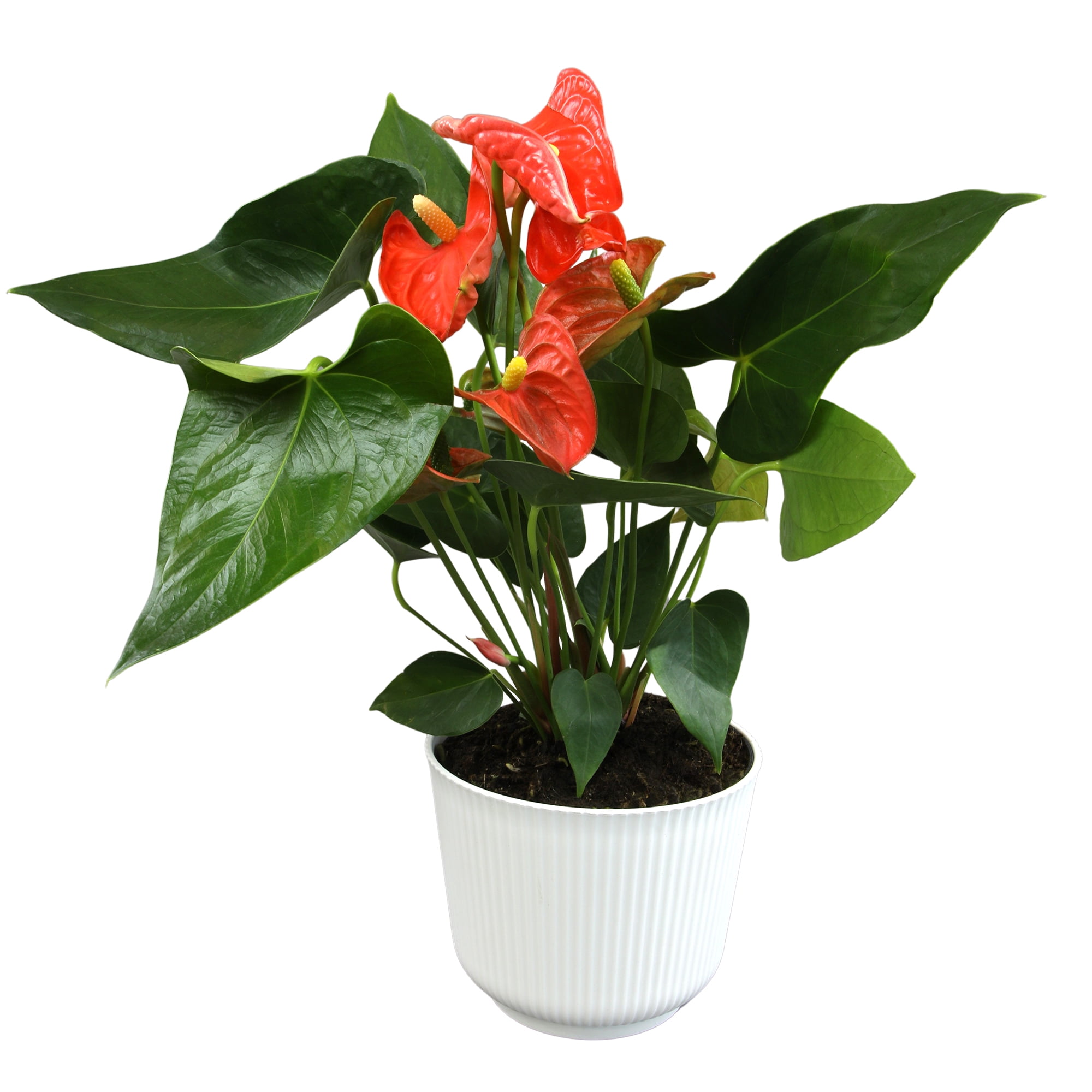 Large Orange Anthurium in White Planter