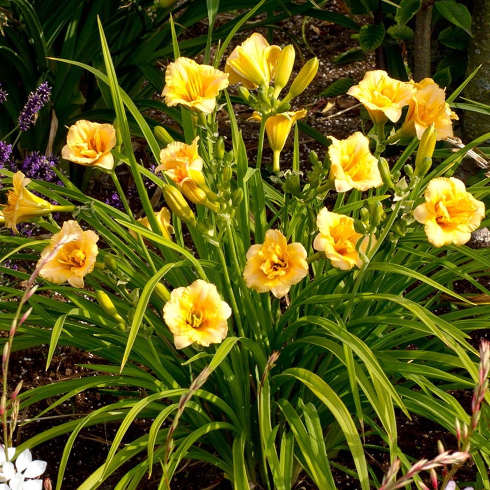 Altman Plants Orange Daylily Plants (Hemerocallis), 2.5 Qt. Pot, Full Sun, Flowering Plant