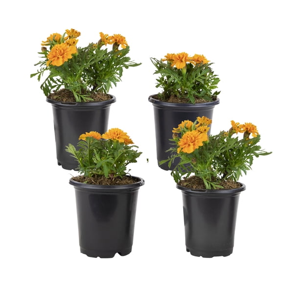 Altman Plants Orange French Marigold 4-Pack, Marigolds, Spring Flowers, 4" Pots, Annuals, Full Sun