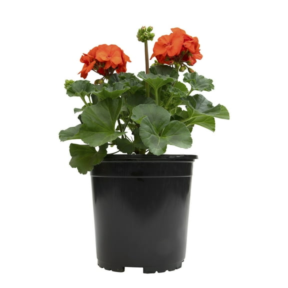 Altman Plants Orange Geranium Flowers, 2.5 Qt. Pot, Full Sun, Outdoor Flowering Live Plants