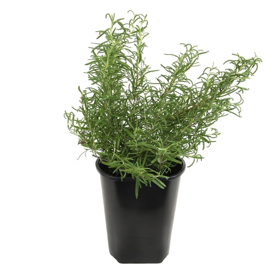 Altman Plants Ornamental Upright Rosemary | 1 gal. Grow Pot; Full Sun | Garden Annual, Outdoor Plant
