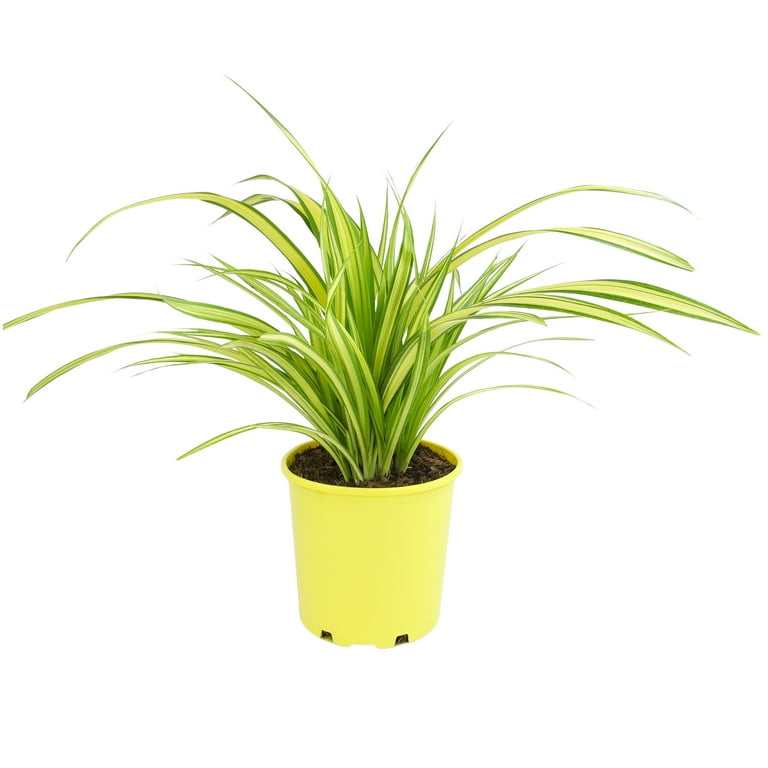 Altman Plants Pandanus Tectorius (Screw Pine) | Perennial 