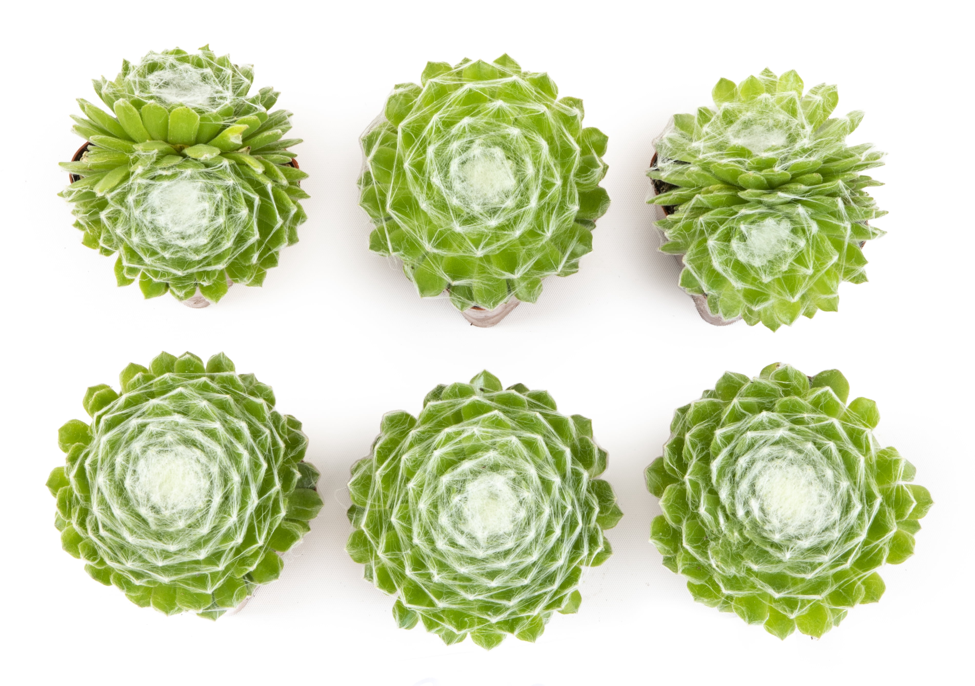 Altman Plants Pet Friendly Succulents (5 + 1 Free) Green Cobweb Sempervivum - 2 in Pots