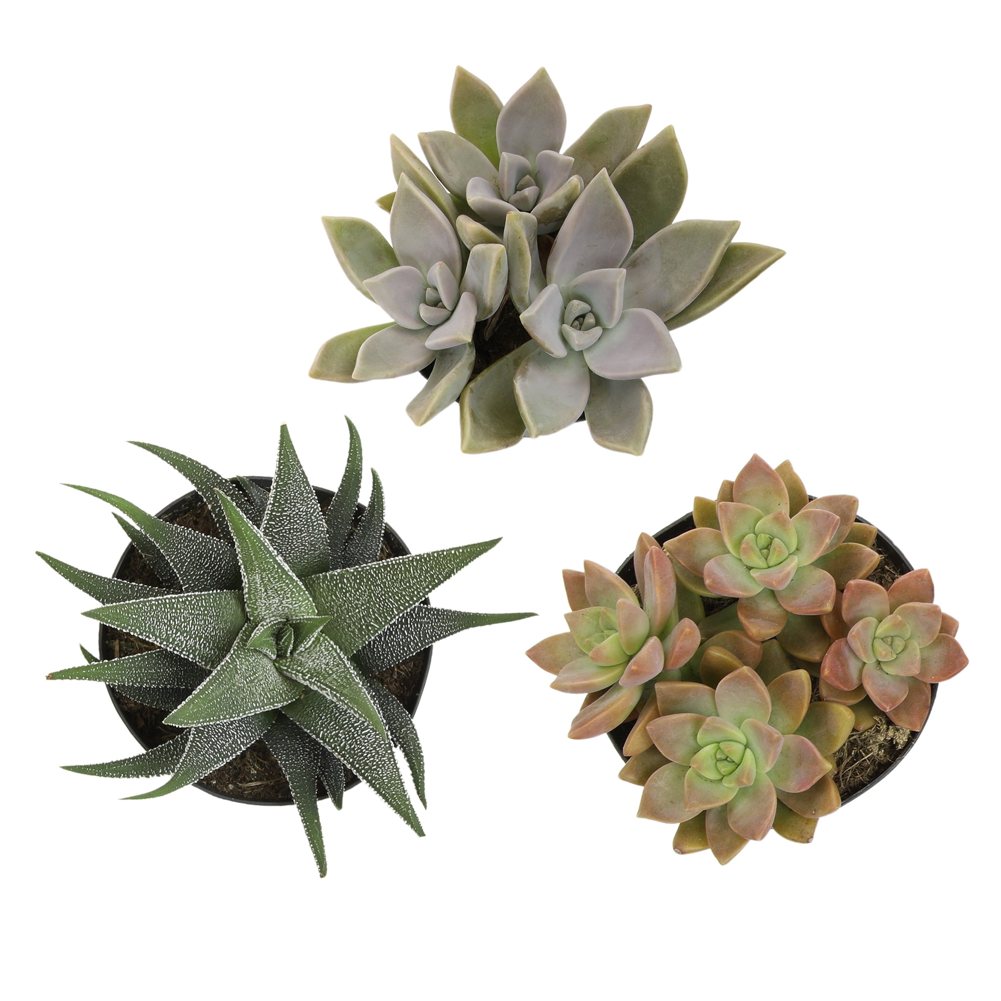 Pet-Safe Assorted Succulents in Black 3.5 Inch Pots (3-Pack)