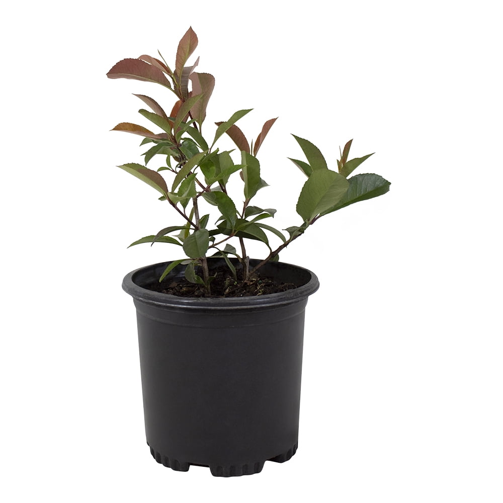 Altman Plants Photinia Red Robin Shrub, Live Plant for Garden, 2.5 Qt. Pot, Easy Care, Full Sun