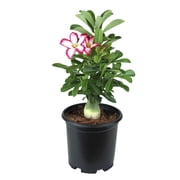Altman Plants Picotee Pink & White Desert Rose Adenium in 1 Gallon Grower Pot