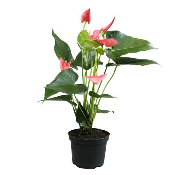Altman Plants Pink Anthurium, 14-18" Tall Flamingo Flower, Air Purifying Easy Houseplant