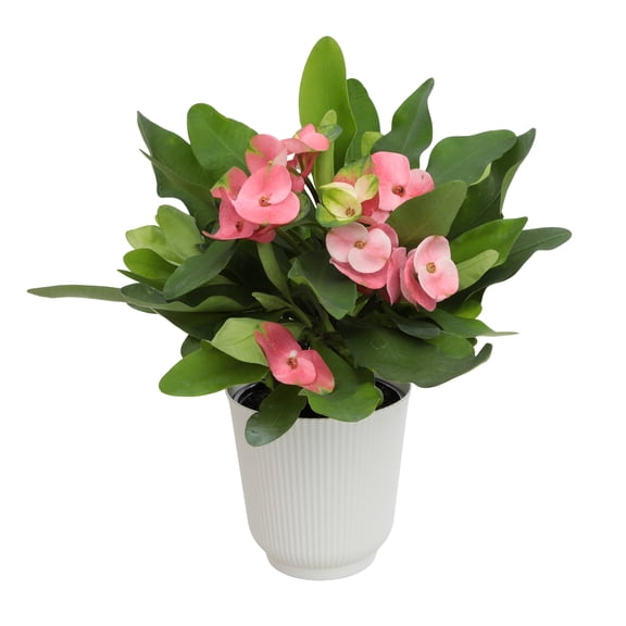 Altman Plants Pink Crown of Thorns Plant (Euphorbia Milii) in 4.25" White Planter