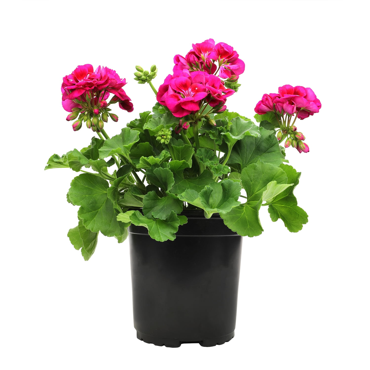 Pink Geranium Zonal Outdoor Flowering Plant in 1 Gallon Container