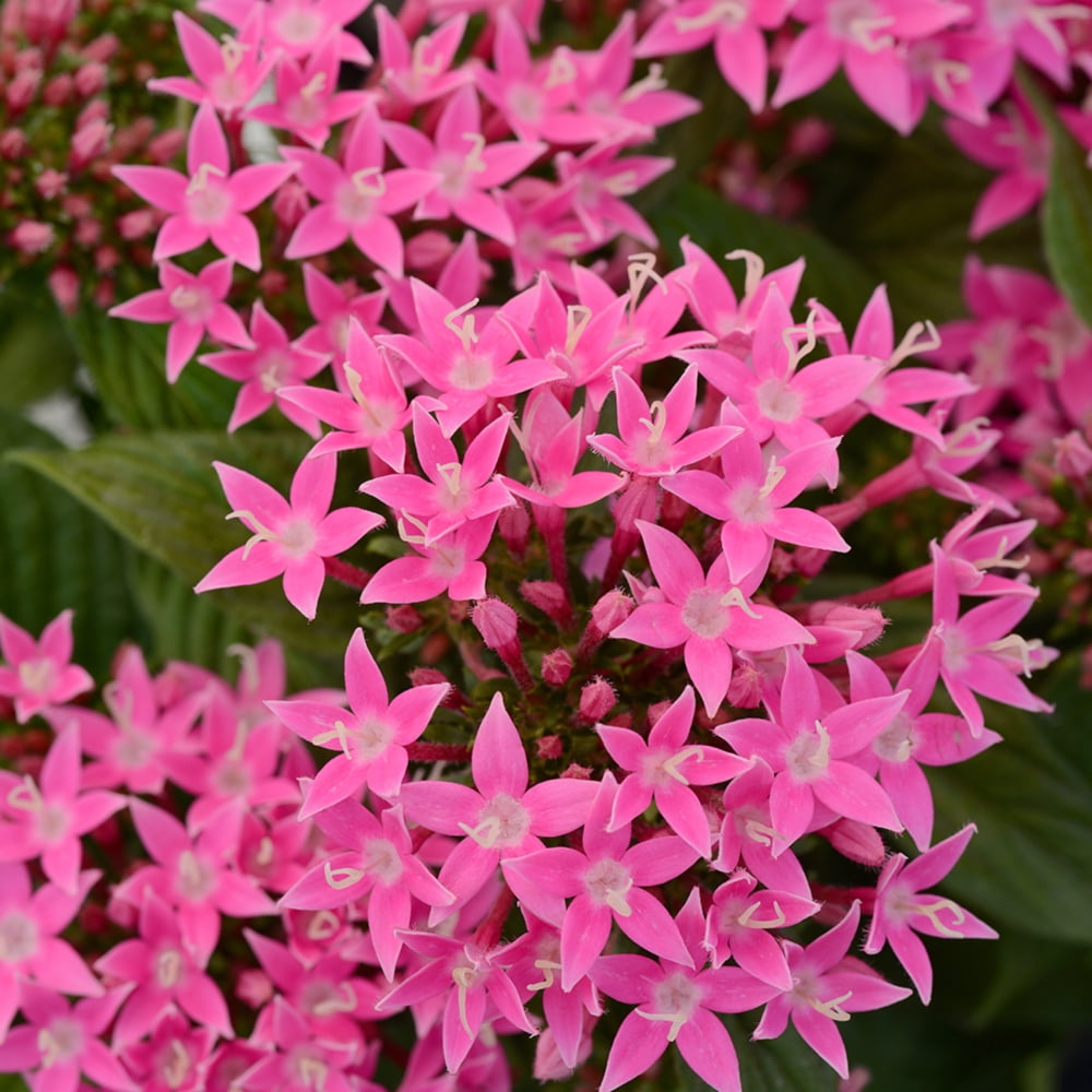 Altman Plants Pink Pentas Plants 4-Pack, 1 Qt. Pots, Full Sun, Outdoor Flowering Plants