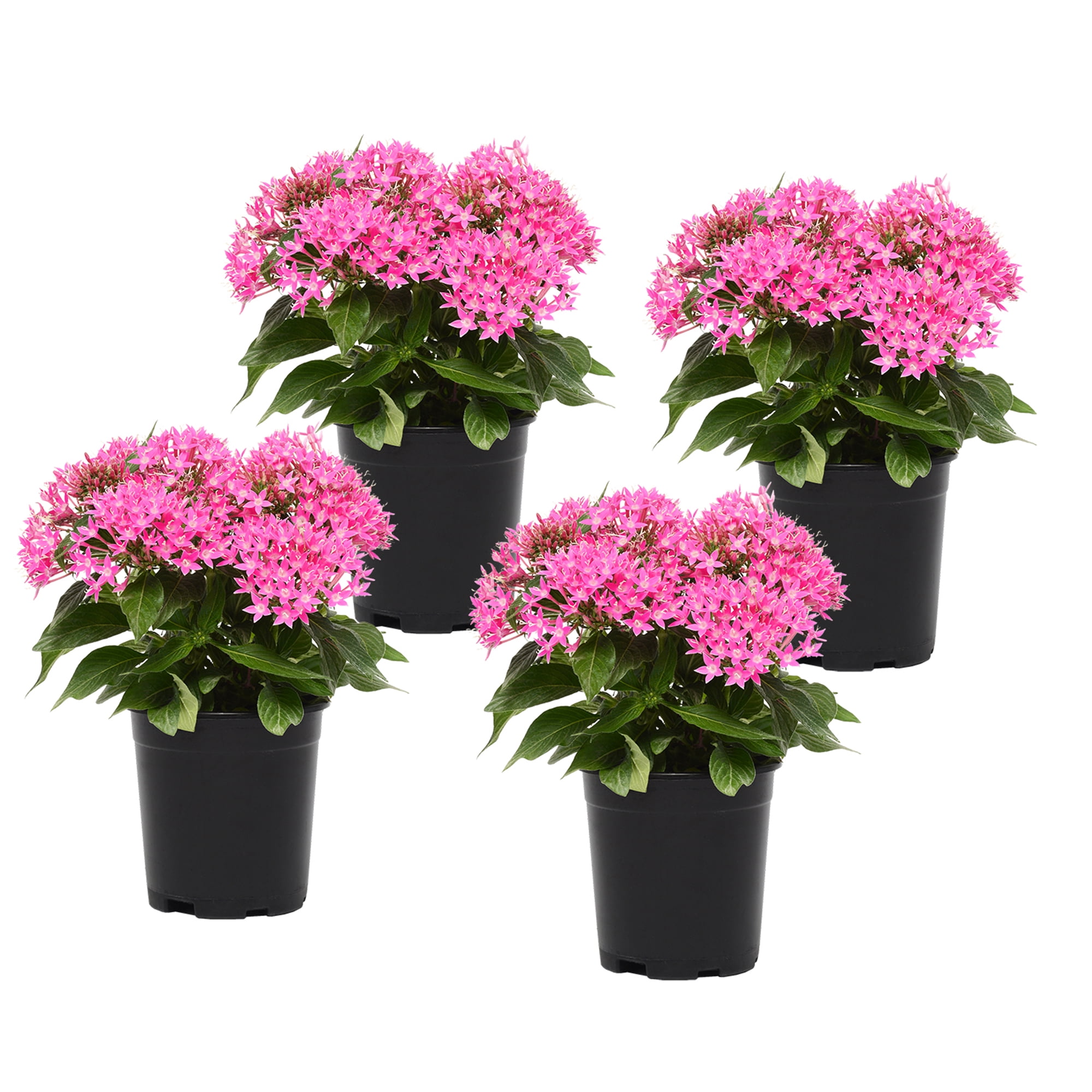 Altman Plants Pink Pentas Plants 4-Pack, 1 Qt. Pots, Full Sun, Outdoor Flowering Plants