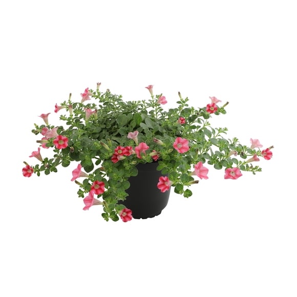 Altman Plants Pink Petunia Flowers, 2.5 Qt. Pot, Full Sun, Outdoor Flowering Live Plants