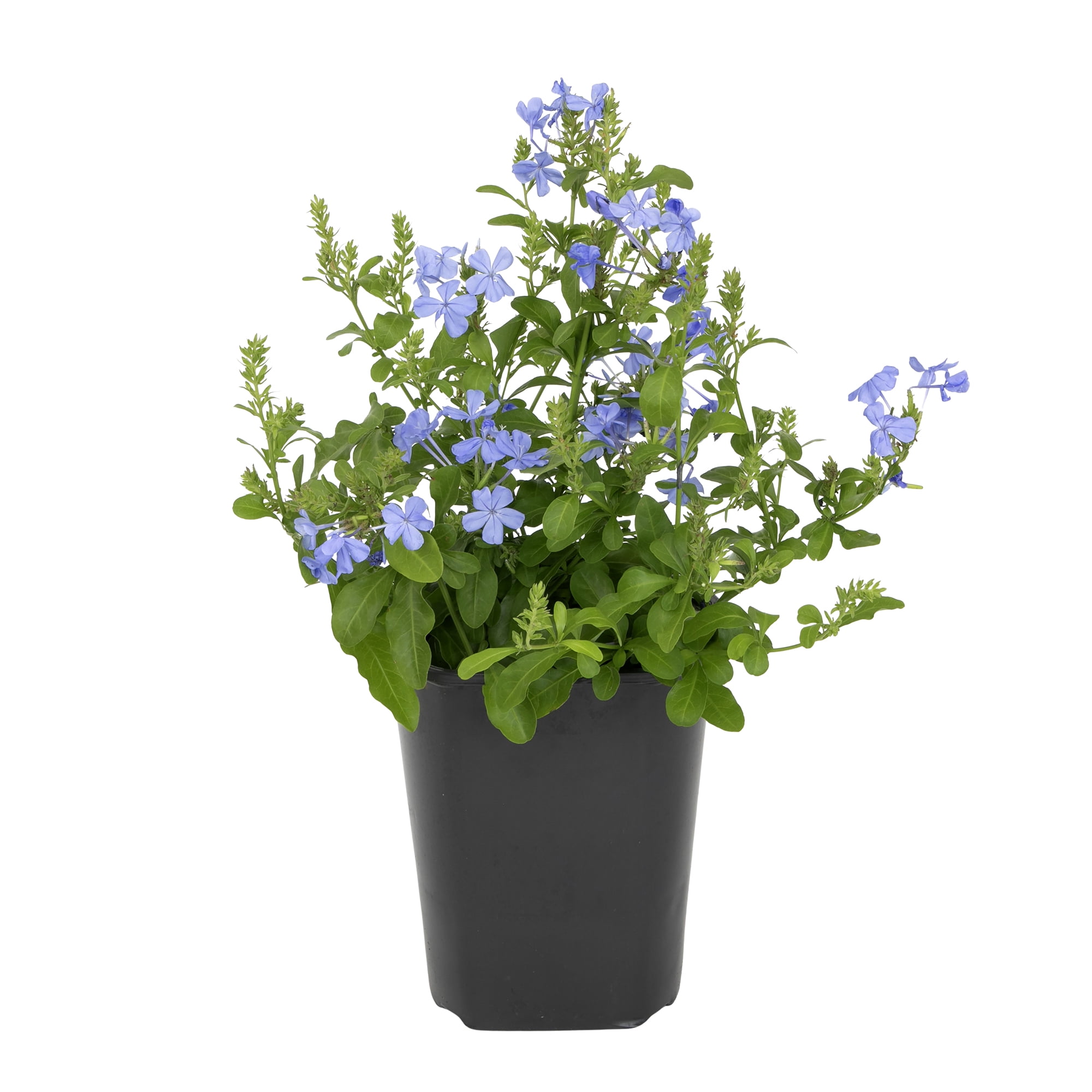 Live Flowers & Plants Perennials