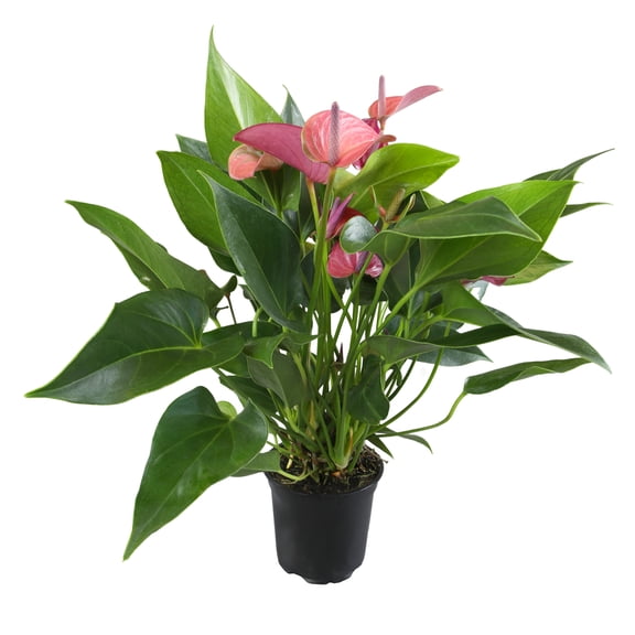 Altman Plants Purple Anthurium, 10-12" Tall Flamingo Flower, Air Purifying Easy Houseplant