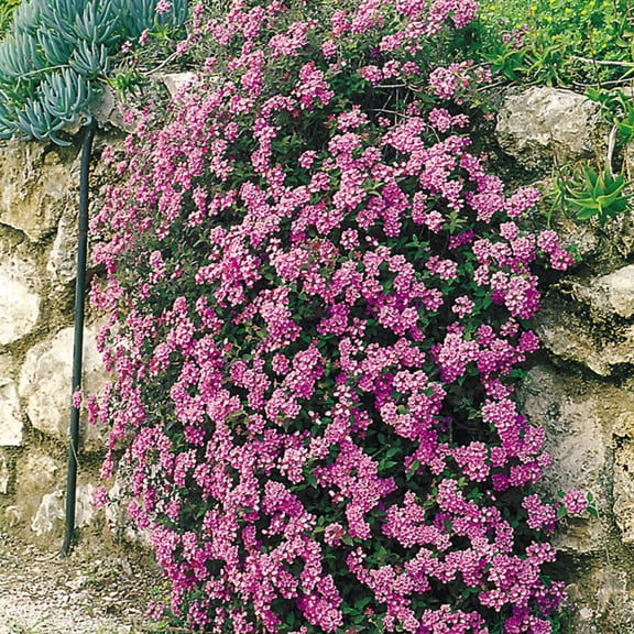 Altman Plants Purple Lantana Flowers 4-Pack, 1 Qt. Pots, Full Sun, Live Outdoor Plants