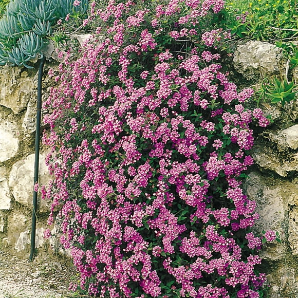 Altman Plants Purple Lantana Flowers 4-Pack, 1 Qt. Pots, Full Sun, Live Outdoor Plants