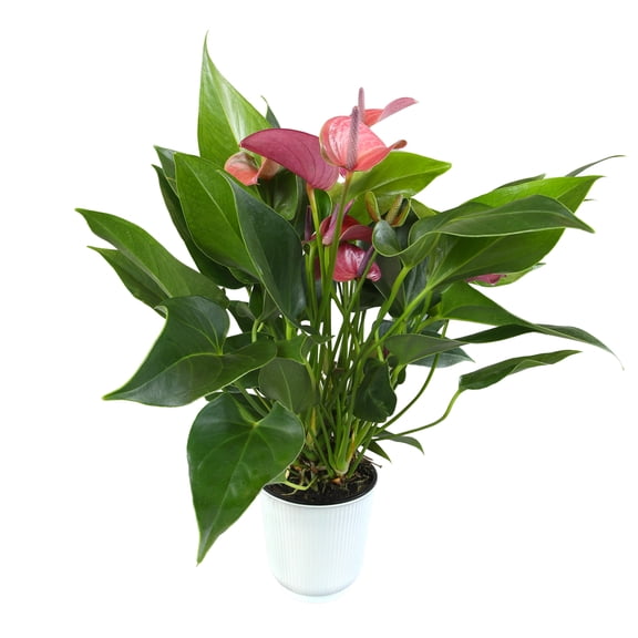 Altman Plants Purple Mix Anthurium Plant Gift, White Pot, 10-12" Tall Flamingo Flower Lily