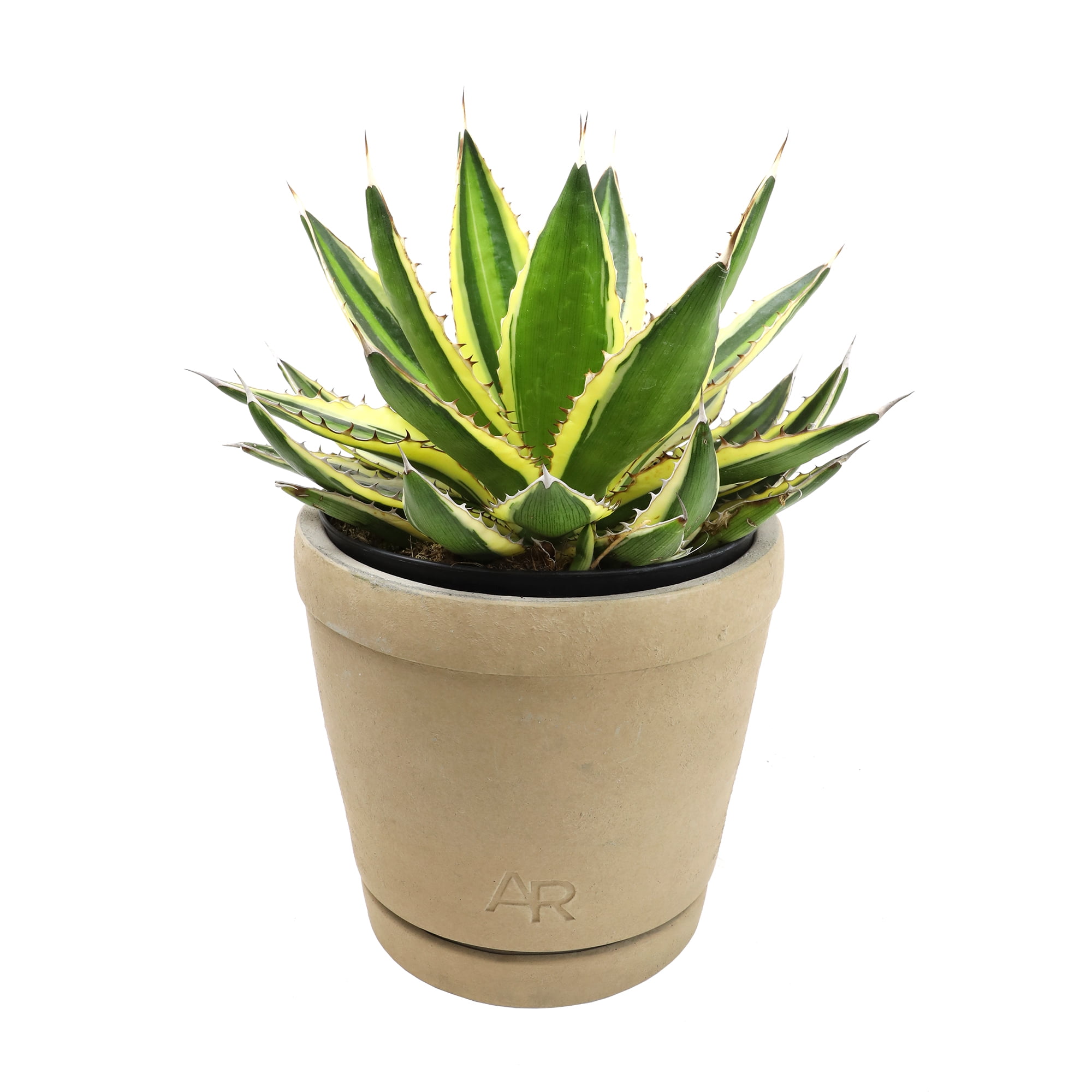 Quadricolor Agave Succulent in Beige Concrete Pot