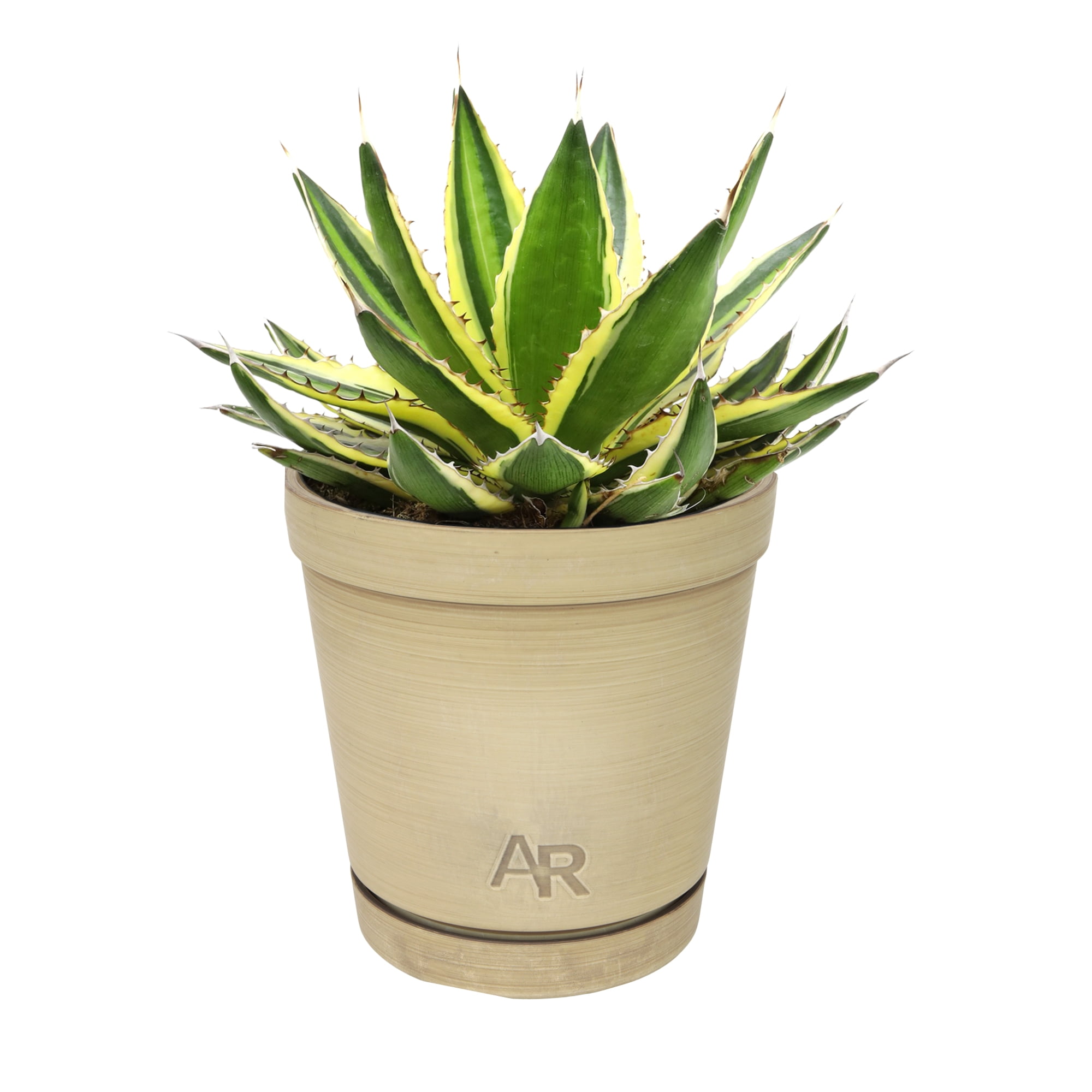 Altman Plants Quadricolor Century Plant, Agave Succulent | 6in Dcor Pot,  Filtered Sun, Exotic Plant - Walmart.com